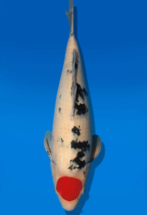 Koi Auktion Dainichi TanchoSanke JumboTosai MSankeJr. - 49cm T13-2923