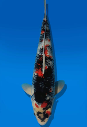 Koi Auktion Dainichi Showa JumboTosai BlackMonroe - 38cm T13-2908