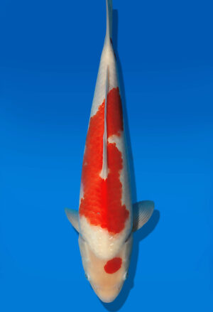 Koi Auktion Dainichi Kohaku JumboTosai RedTiger - 39cm T13-2909
