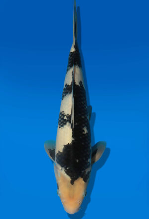 Koi Auktion Dainichi ShiroUtsuri JumboTosai BlackMonroe - 39cm T13-2910