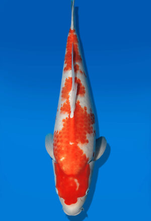 Koi Auktion Dainichi Kohaku JumboTosai WhiteDragon - 53cm T13-2911
