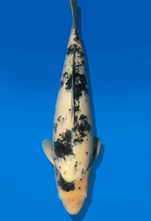 Koi Auktion Dainichi Bekko JumboTosai MSankeJr. - 50cm T13-2912
