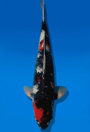 Koi Auktion Dainichi Showa JumboTosai BlackMonroe - 48cm T13-2913