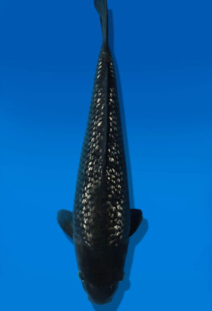 Koi Auktion Dainichi GinrinSoragoi JumboTosai SoraXGinrinSora - 38cm T13-2924