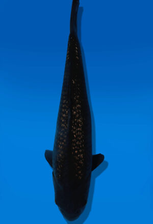 Koi Auktion Dainichi BlackDiamond JumboTosai BlackZeus - 44cm T13-2925
