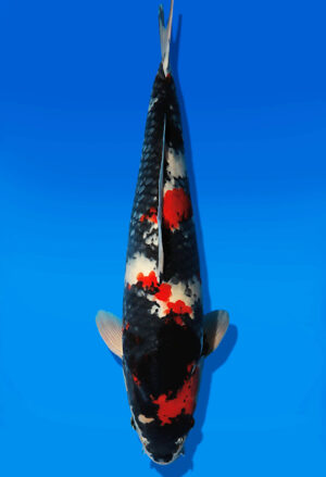 Koi Auktion Dainichi Showa JumboTosai BlackMonroe - 49cm T13-2992