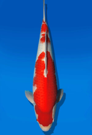 Koi Auktion Dainichi Kohaku JumboTosai NewMiharaX - 50cm T13-3011