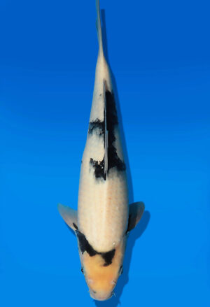 Koi Auktion Dainichi ShiroUtsuri JumboTosai WhiteMonroe - 38cm T13-2993