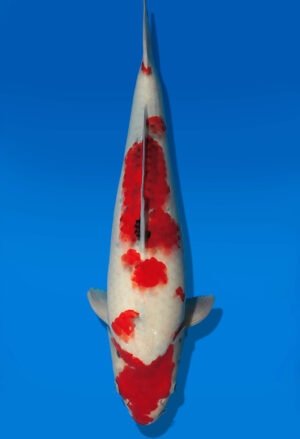 Koi Auktion Dainichi Showa JumboTosai WhiteMonroe - 48cm T13-3012
