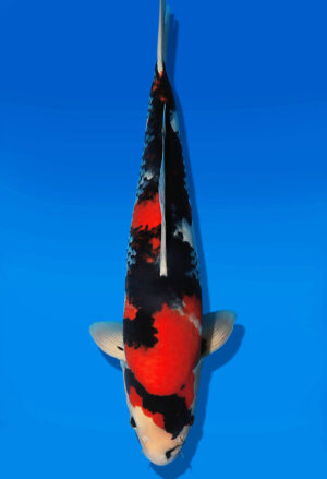 Koi Auktion Dainichi Showa JumboTosai WhiteMonroe - 45cm T13-2994