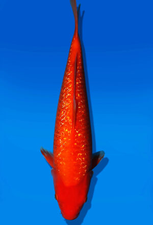 Koi Auktion Dainichi Kohaku JumboTosai XGinrinKohaku - 40cm T13-2995