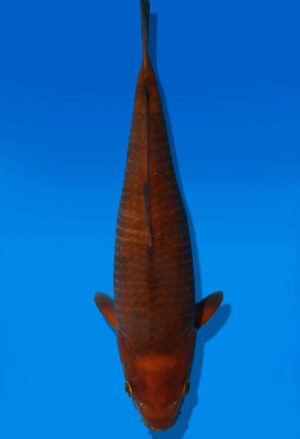 Koi Auktion Dainichi Chagoi JumboTosai BrownMonkey - 35cm T13-2996