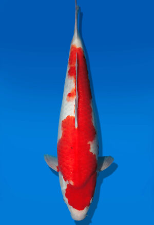 Koi Auktion Dainichi Kohaku JumboTosai WhiteDragon - 47cm T13-2997