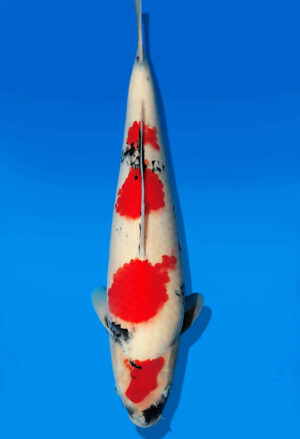 Koi Auktion Dainichi Showa JumboTosai Monroe - 45cm T13-2998