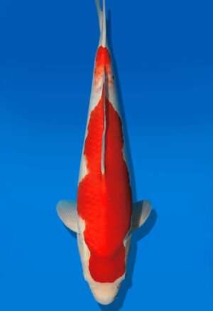 Koi Auktion Dainichi Kohaku JumboTosai RedTiger - 50cm T13-2999