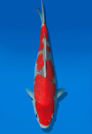 Koi Auktion Kanno Goshiki JumboTosai Kanno - 32cm T13-3000