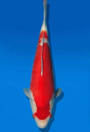 Koi Auktion Dainichi Kohaku JumboTosai RedTiger - 40cm T13-3001