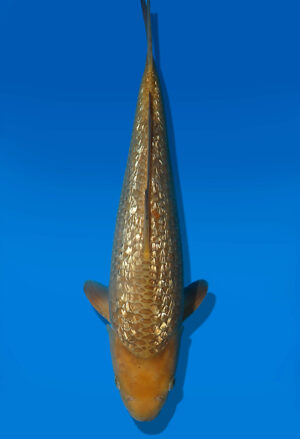 Koi Auktion Dainichi GinrinChagoi JumboTosai BrownMonkey - 38cm T13-3002