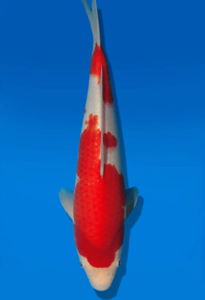 Koi Auktion Dainichi Kohaku JumboTosai RedTiger - 30cm T13-3003