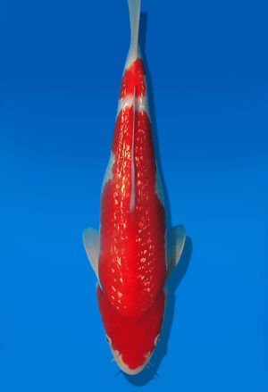 Koi Auktion Dainichi GinrinKohaku JumboTosai XGinrinKohaku - 20cm T13-3004