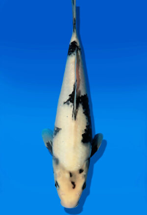 Koi Auktion Dainichi ShiroUtsuri JumboTosai BlackMonroe - 31cm T13-3013