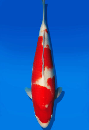Koi Auktion Dainichi Kohaku JumboTosai RedTiger - 42cm T13-3005