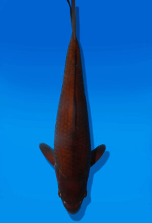 Koi Auktion Dainichi Chagoi JumboTosai BrownMonkey - 29cm T13-3006