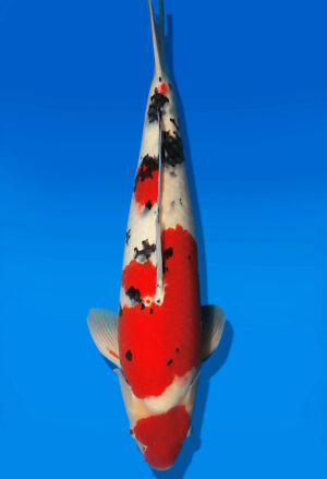 Koi Auktion Dainichi Sanke JumboTosai MSankeJr. - 55cm T13-3007