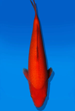 Koi Auktion Dainichi Benigoi JumboTosai RedTiger - 30cm T13-3014