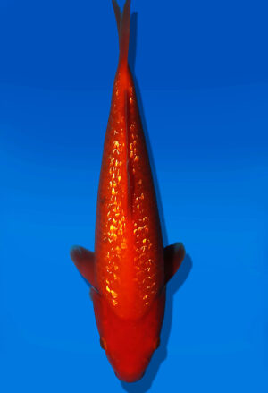 Koi Auktion Dainichi GinrinBenigoi JumboTosai XGinrinKohaku - 10cm T13-3015