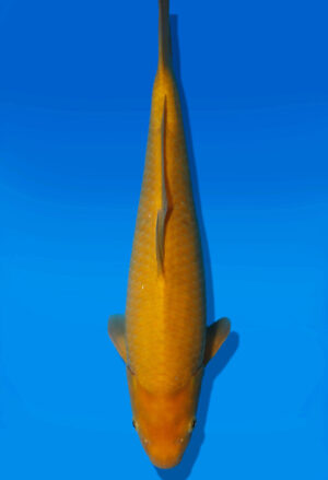Koi Auktion Dainichi Karashigoi JumboTosai YellowMonkey - 40cm T13-3008