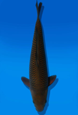 Koi Auktion Dainichi Chagoi JumboTosai BrownMonkey - 38cm T13-3009