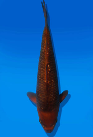 Koi Auktion Dainichi Chagoi JumboTosai BrownMonkey - 30cm T13-3010