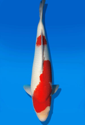 Koi Auktion Dainichi Kohaku JumboTosai NewMiharaX - 45cm T13-3016