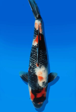 Koi Auktion Dainichi Showa JumboTosai Monroe - 39cm T13-3017