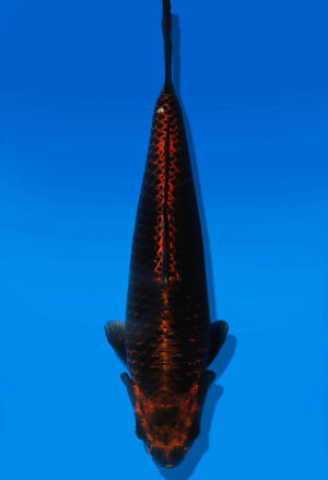 Koi Auktion Dainichi KiMatsuba JumboTosai KiMatsuba - 41cm T13-3018