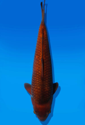 Koi Auktion Dainichi Chagoi JumboTosai BrownMonkey - 43cm T13-3019