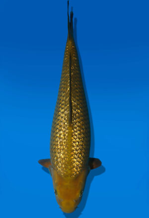 Koi Auktion Dainichi GinrinChagoi Nisai BrownMonkey female 51cm NN04-3030