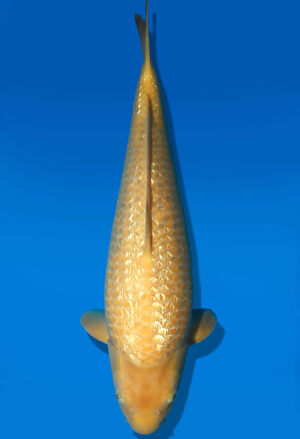 Koi Auktion Dainichi GinrinKarashigoi Nisai YellowMonkey female 52cm NN04-3031