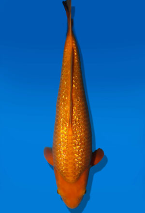 Koi Auktion Dainichi Karashigoi Nisai YellowMonkey female 50cm NN04-3032