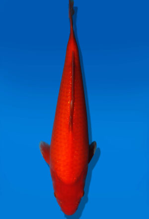Koi Auktion Dainichi Benigoi Nisai RedTiger female 44cm NN04-3021