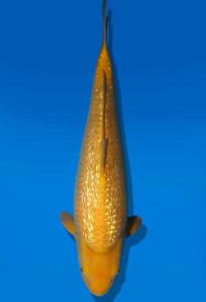 Koi Auktion Dainichi GinrinKarashigoi Nisai YellowMonkey female 50cm NN05-3020
