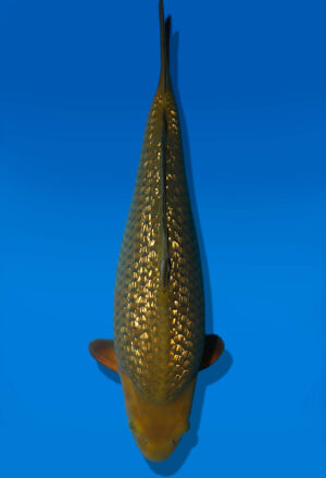 Koi Auktion Dainichi GinrinChagoi Nisai BrownMonkey male 50cm NN05-3033