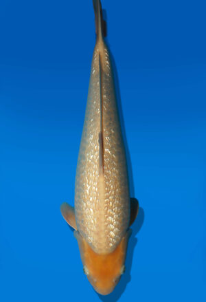 Koi Auktion Dainichi GinrinWhiteKarashi Nisai WhiteMonkey male 52cm NN05-3034