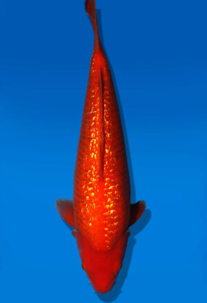 Koi Auktion Dainichi GinrinKohaku Nisai XGinrinKohaku female 45cm NN05-3035