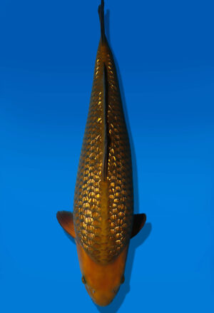 Koi Auktion Dainichi GinrinChagoi Nisai BrownMonkey female 52cm NN06-3022