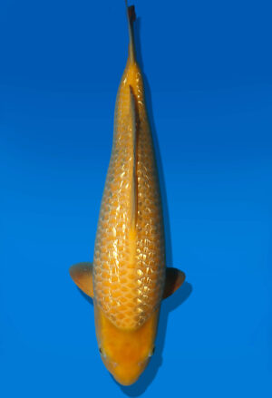 Koi Auktion Dainichi Karashigoi Nisai YellowMonkey male 45cm NN06-3023