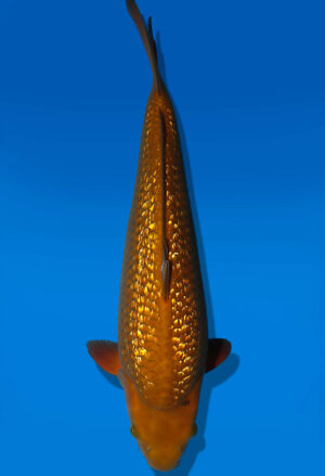 Koi Auktion Dainichi Chagoi Nisai BrownMonkey male 40cm NN06-3024