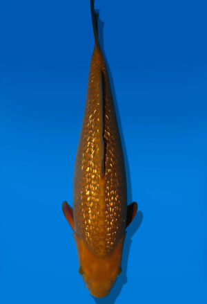 Koi Auktion Dainichi GinrinChagoi Nisai BrownMonkey female 54cm GT01-3036