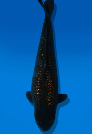 Koi Auktion Dainichi BlackDiamond Nisai BlackZeus male 50cm GT01-3025